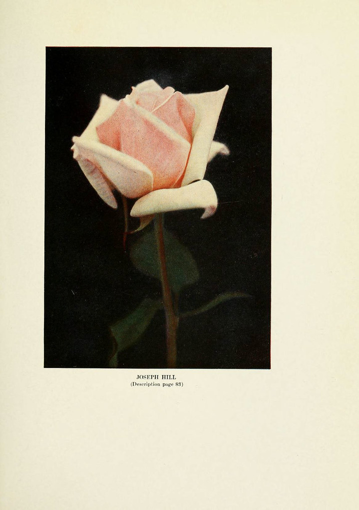 ( E ) eréndira&nbsp;(+)