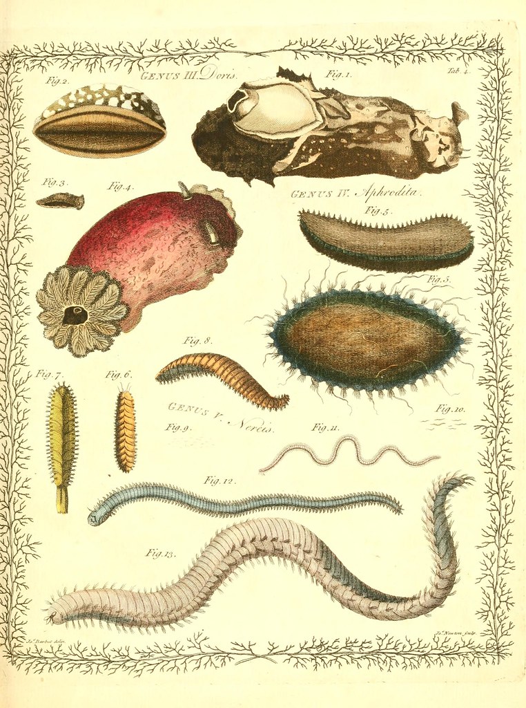 ( D ) Doroteo, el muerto